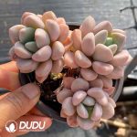 Echeveria Spotted Deer