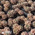 Echeveria Spotted Deer - Image 2