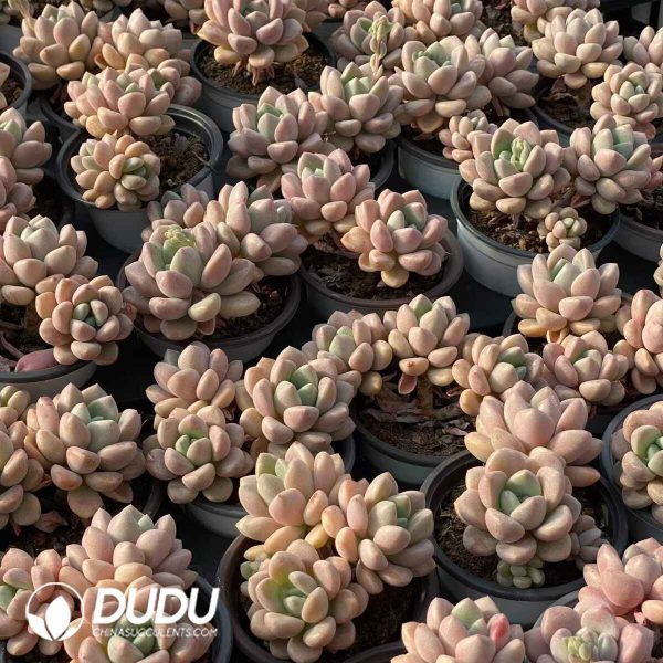 Echeveria Spotted Deer - Image 2