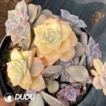 Graptopetalum Purple Delight Variegated