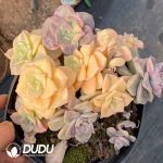 Graptopetalum Purple Delight Variegated - Image 2