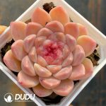 Echeveria Ice Soul