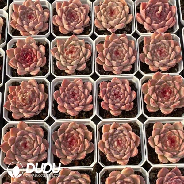 Echeveria Ice Soul - Image 2