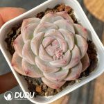Echeveria White Peach Soda