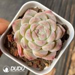 Echeveria White Peach Soda - Image 2