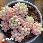 Echeveria Little Red Egg Cluster