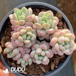 Echeveria Little Red Egg Cluster - Image 2
