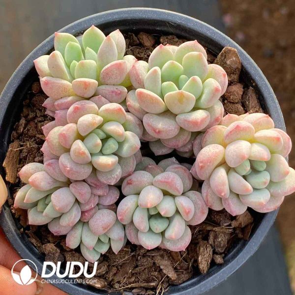 Echeveria Little Red Egg Cluster - Image 2