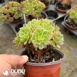 Aeonium Kaleidoscope Clustering - Image 2
