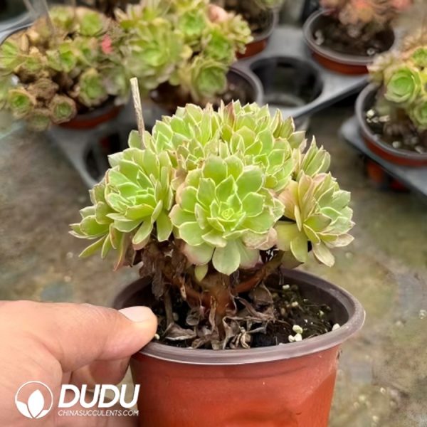 Aeonium Kaleidoscope Clustering - Image 2