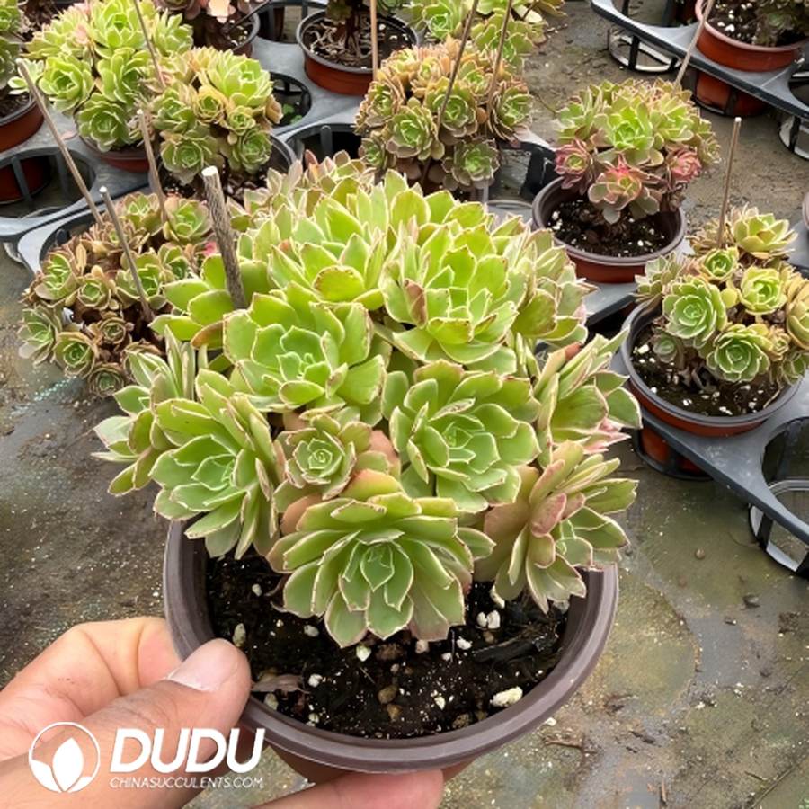 00666D120 Aeonium Kaleidoscope Clustering - Image 1