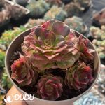 Aeonium Aquaman Colorful Variegated