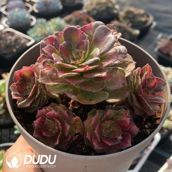 Aeonium Aquaman Colorful Variegated - Image 2