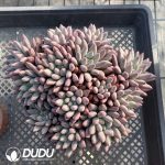 Echeveria Red Dragonfly Clustering