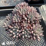 Echeveria Red Dragonfly Clustering - Image 2