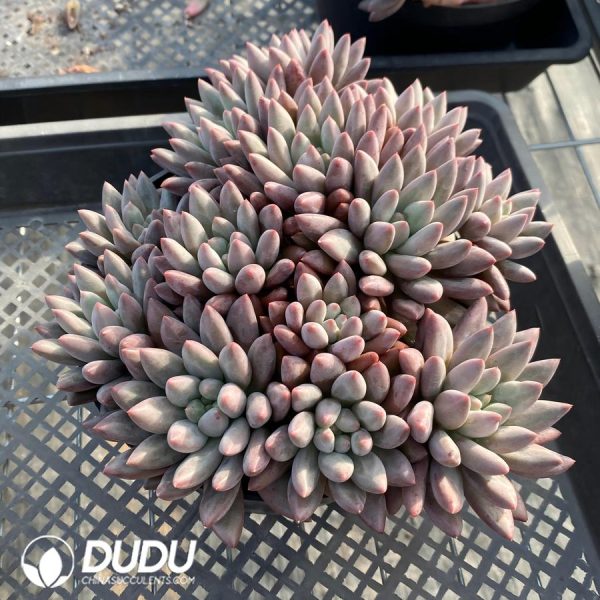 Echeveria Red Dragonfly Clustering - Image 2