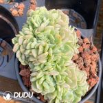 Echeveria Melting Crystal Cristata