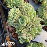 Echeveria Melting Crystal Cristata - Image 2