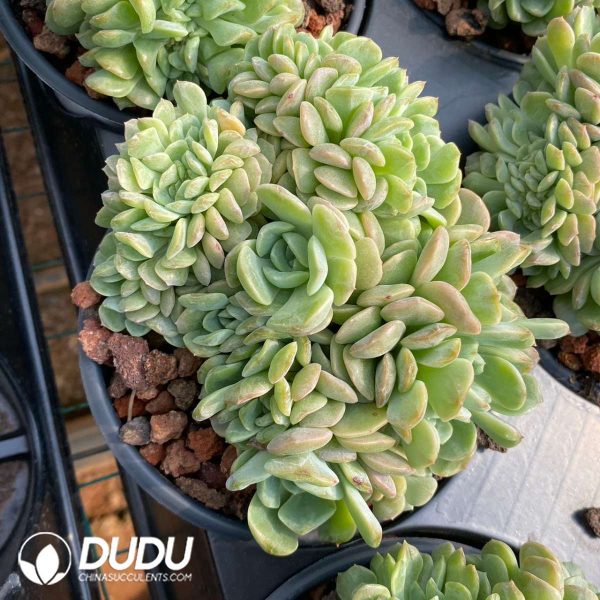 Echeveria Melting Crystal Cristata - Image 2