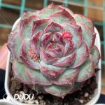 Echeveria Wine Stained Black Tea - Image 2