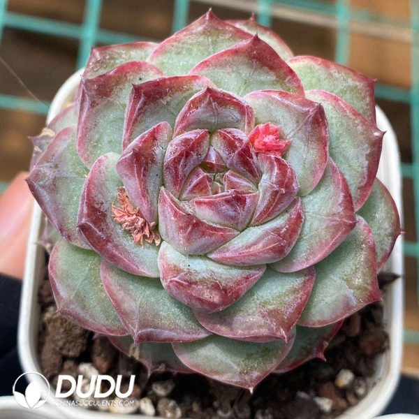 Echeveria Wine Stained Black Tea - Image 2