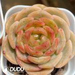 Echeveria Melting Crystal