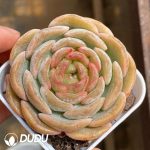 Echeveria Melting Crystal - Image 2