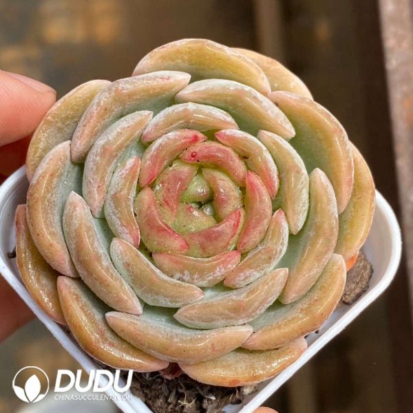 Echeveria Melting Crystal - Image 2