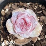 Echeveria Ice Cake
