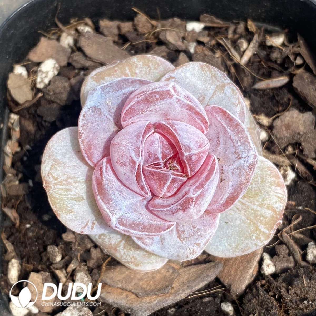 09111D60201.jpg Echeveria Ice Cake - Image 1