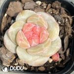 Echeveria Ice Cake - Image 2