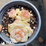Echeveria 202