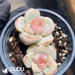 Echeveria 202 - Image 2