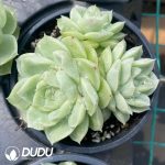 Echeveria Pear Flower White Clustering