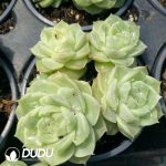 Echeveria Pear Flower White Clustering - Image 2