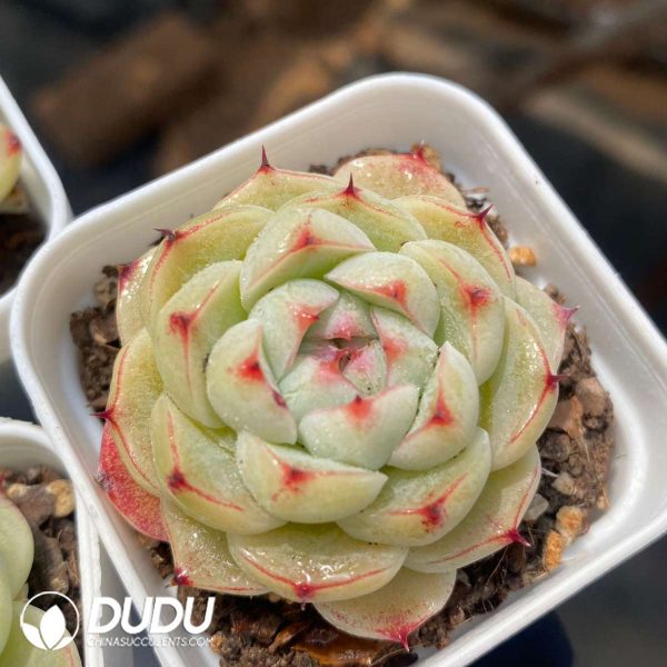 Echeveria Agilawood - Image 2