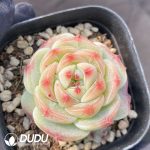 Echeveria Green Bodhi