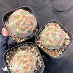 Echeveria Green Bodhi - Image 2