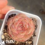 Echeveria Balsamine
