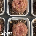 Echeveria Balsamine - Image 2