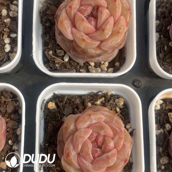 Echeveria Balsamine - Image 2