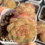 Echeveria Sugar Heart 1006