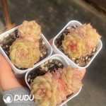 Echeveria Sugar Heart 1006 - Image 2