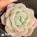Echeveria Frost Flower