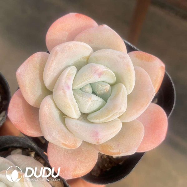 Echeveria Frost Flower - Image 2
