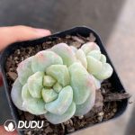 Echeveria Ice Jade Double Heads