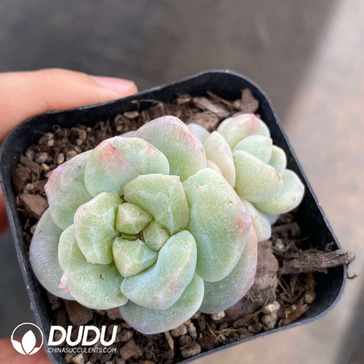 09119D60201.jpg Echeveria Ice Jade Double Heads - Image 1
