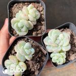 Echeveria Ice Jade Double Heads - Image 2