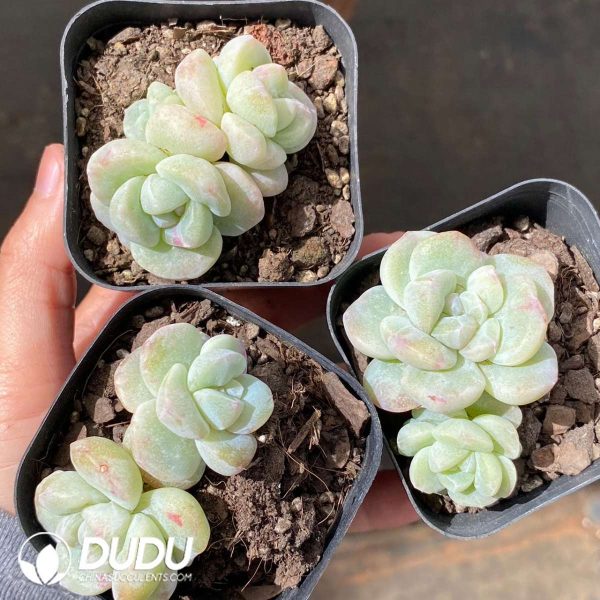Echeveria Ice Jade Double Heads - Image 2