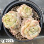 Echeveria Sugar Heart Macchiato
